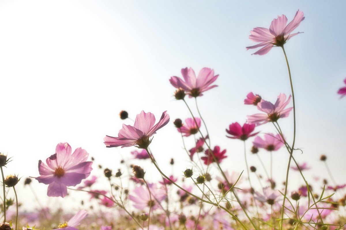 Foto einer rosa Blumenwiese von Pixabay